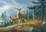 Mural Ref 00151 Autumn Whitetails