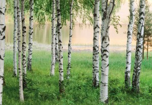Mural Ref 00290 Nordic Forest