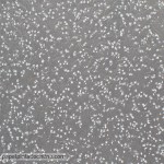 Papel de parede Ref MAA_8053_93_31-ok1