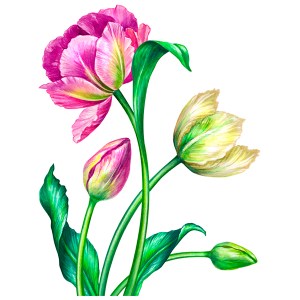 Vinís Florais Rev walls Ref 1000