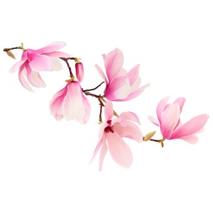 Vinís Florais Rev walls Ref 1004