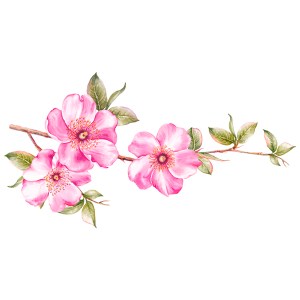 Vinís Florais Rev walls Ref 1007