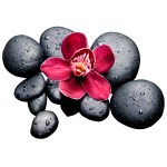 Vinís Florais Rev walls Ref 2000