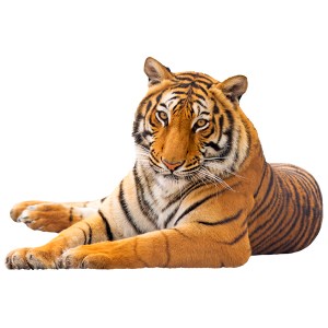 Vinís Florais Rev walls Ref 2012