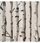 papel-de-parede-arvores-fd31051