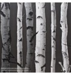 papel-de-parede-arvores-fd31052