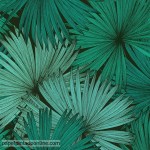 Papel de parede Jungle 5398